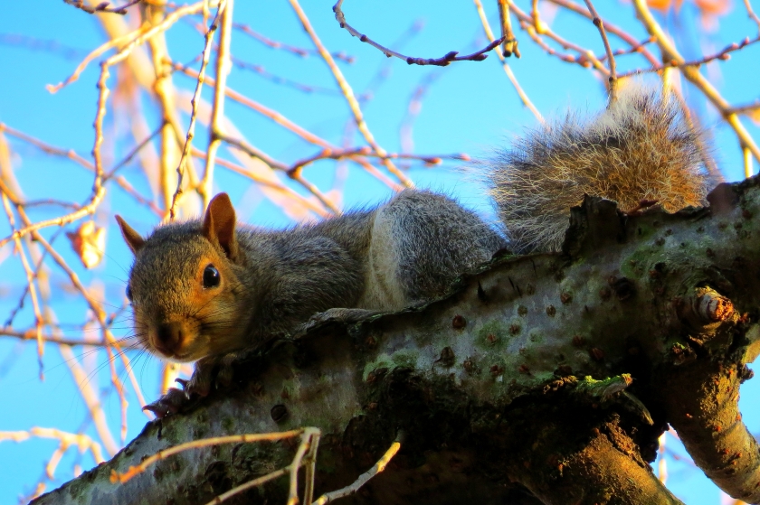 October squirrels 3